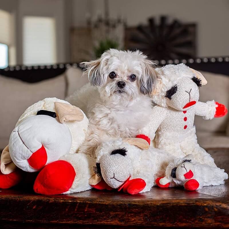 Interaktives Hundespielzeug Entzückendes Plüsch-Lamm mit Quietschspielzeug