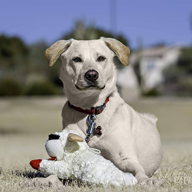 Interaktives Hundespielzeug Entzückendes Plüsch-Lamm mit Quietschspielzeug