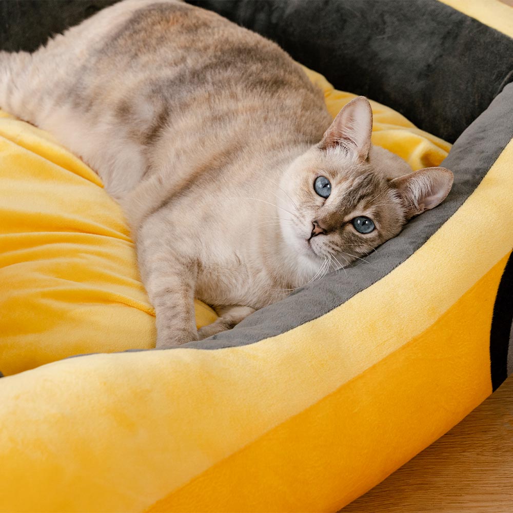 Klassisches Cabrio-Rennwagen Katzebett - Fast & Fur