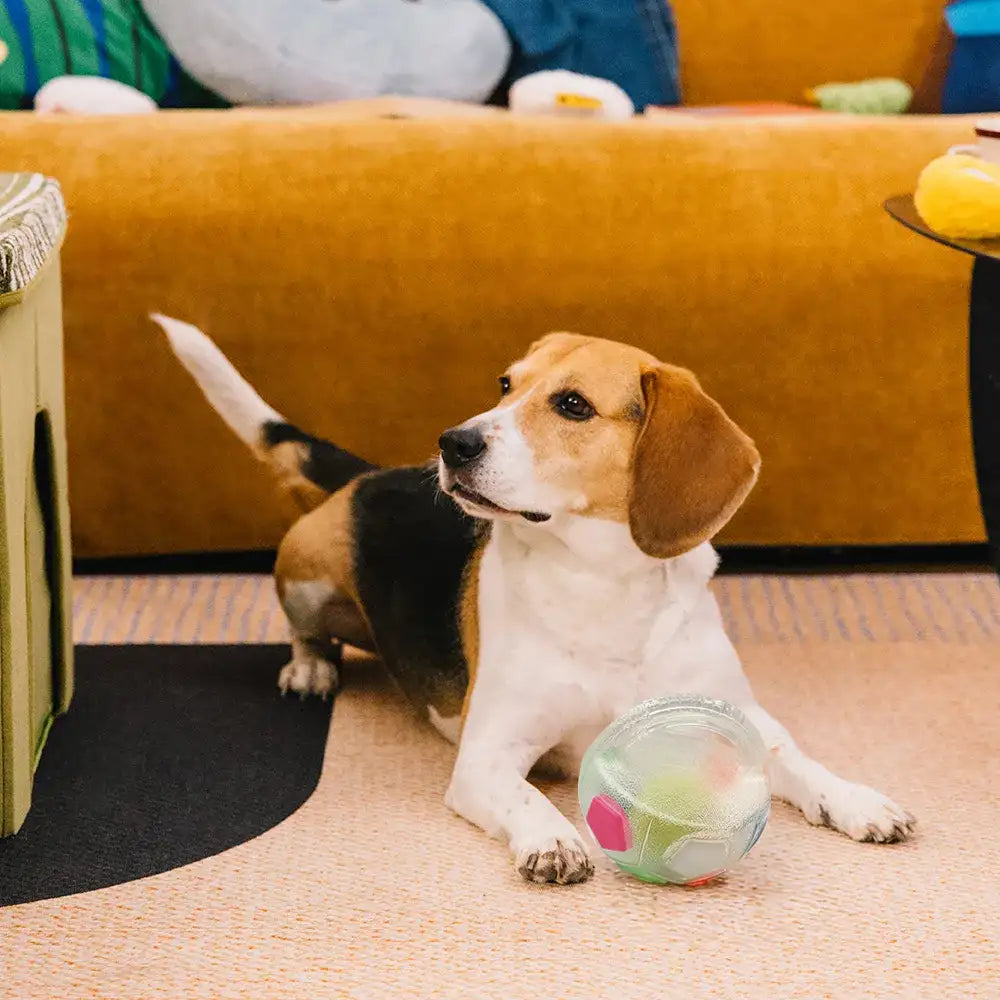 Hundesoccerball mit Griff schwimmendes Kauspielzeug