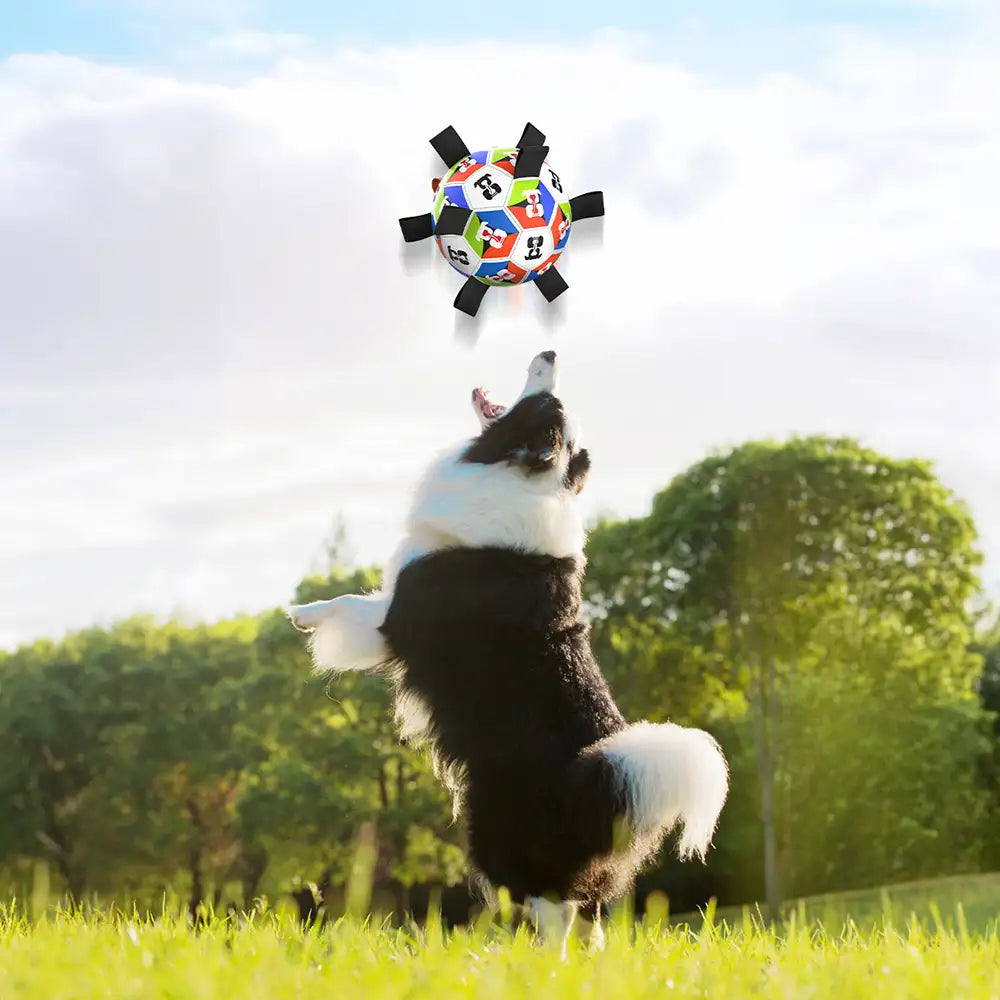 Hundesoccerball mit Riemen interaktives Spielzeug