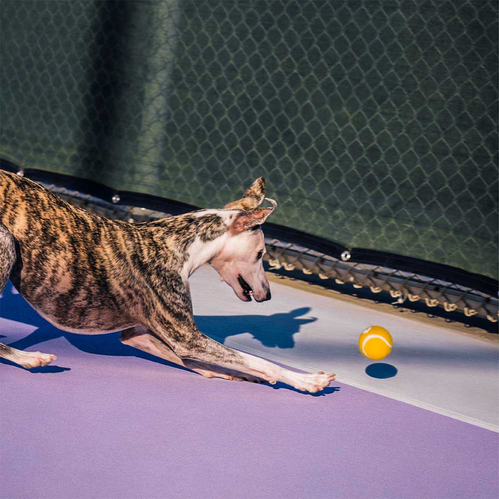 Tennisball Hundespielzeug Quietschen & Hüpfen