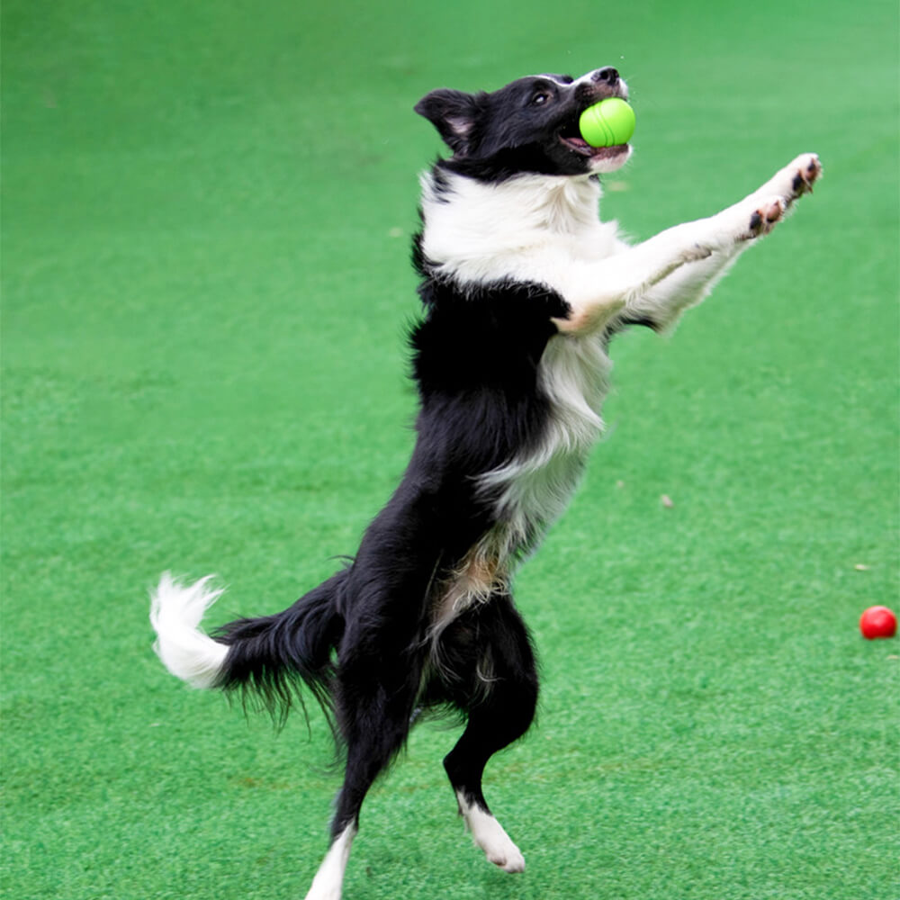 Elastisches Quietschballspielzeug Schwimmender Wasserball Kauspielzeug für Hunde