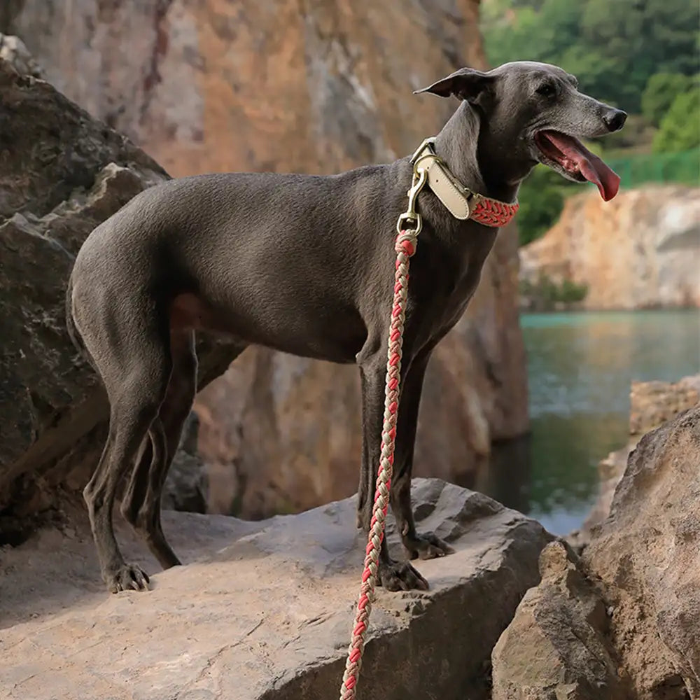 Robuste handgewebte Nylon-Hundeleine für mittelgroße und große Hunde
