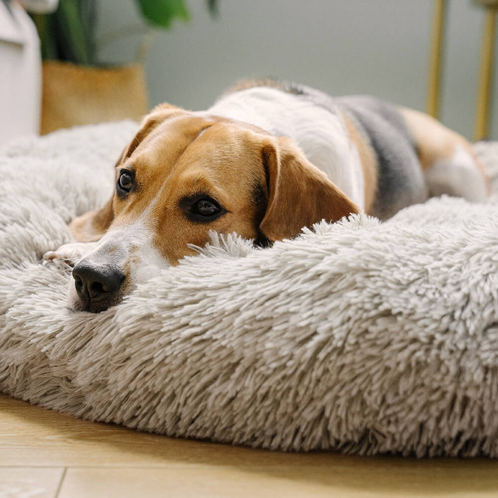 Unscharfer Runder Flauschiger Hundebett