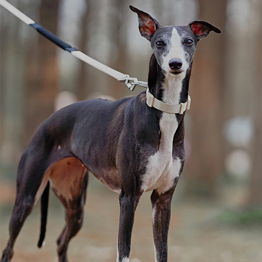 Anti-Zug Trainingshalsband für Hunde