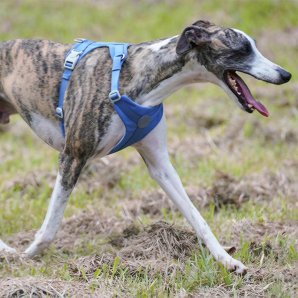 Komplette Kontrolle – Komfortables Anti-Zug-Hundegeschirr und Leinen