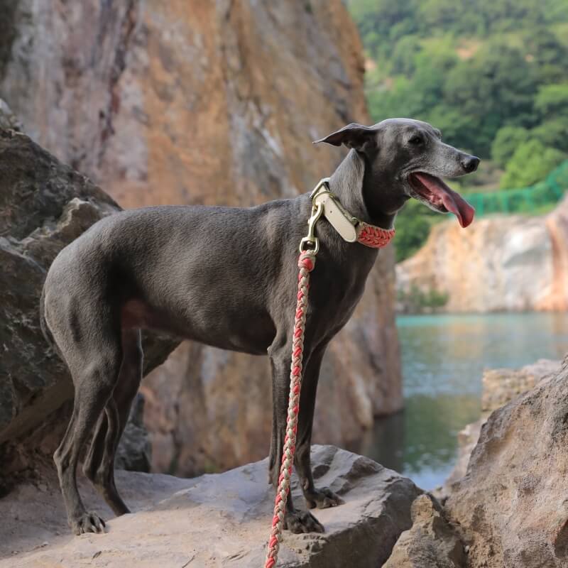 Handgewebtes Leder Mehrzweck Anti-Zieh-Hundehalsband und Leinen-Set