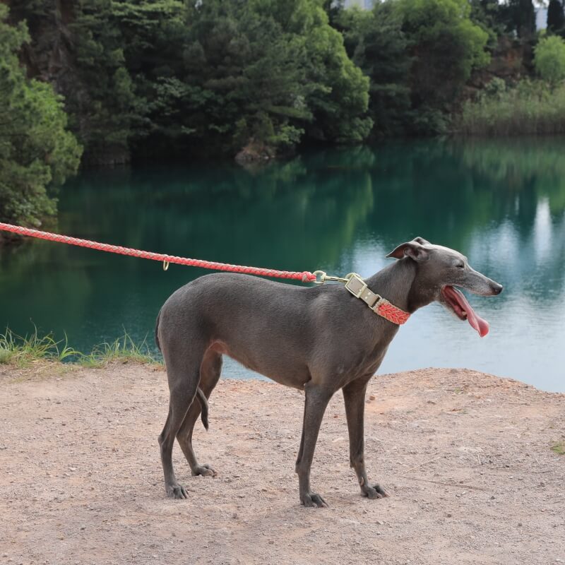 Handgewebtes Leder Mehrzweck Anti-Zieh-Hundehalsband und Leinen-Set