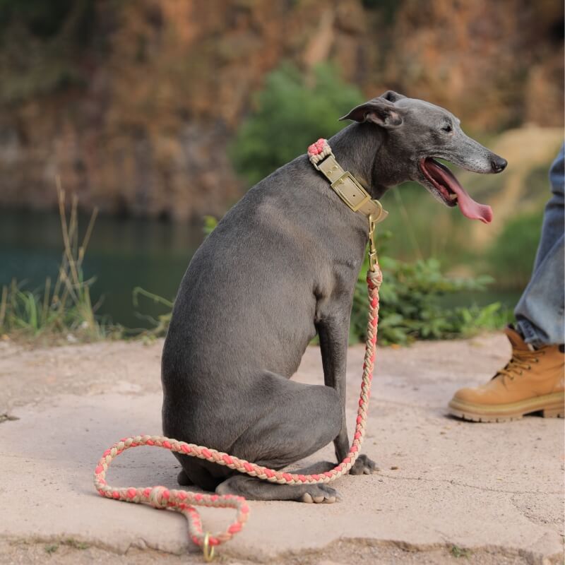 Handgewebtes Leder Mehrzweck Anti-Zieh-Hundehalsband und Leinen-Set
