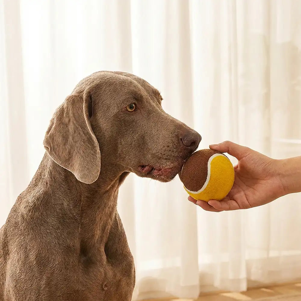 Interaktives Tennisball-Hundespielzeug