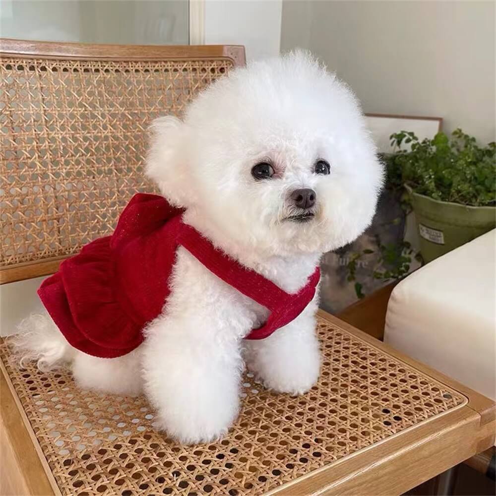 Samtrotte Hundekleid – Perfekt für besondere Anlässe!