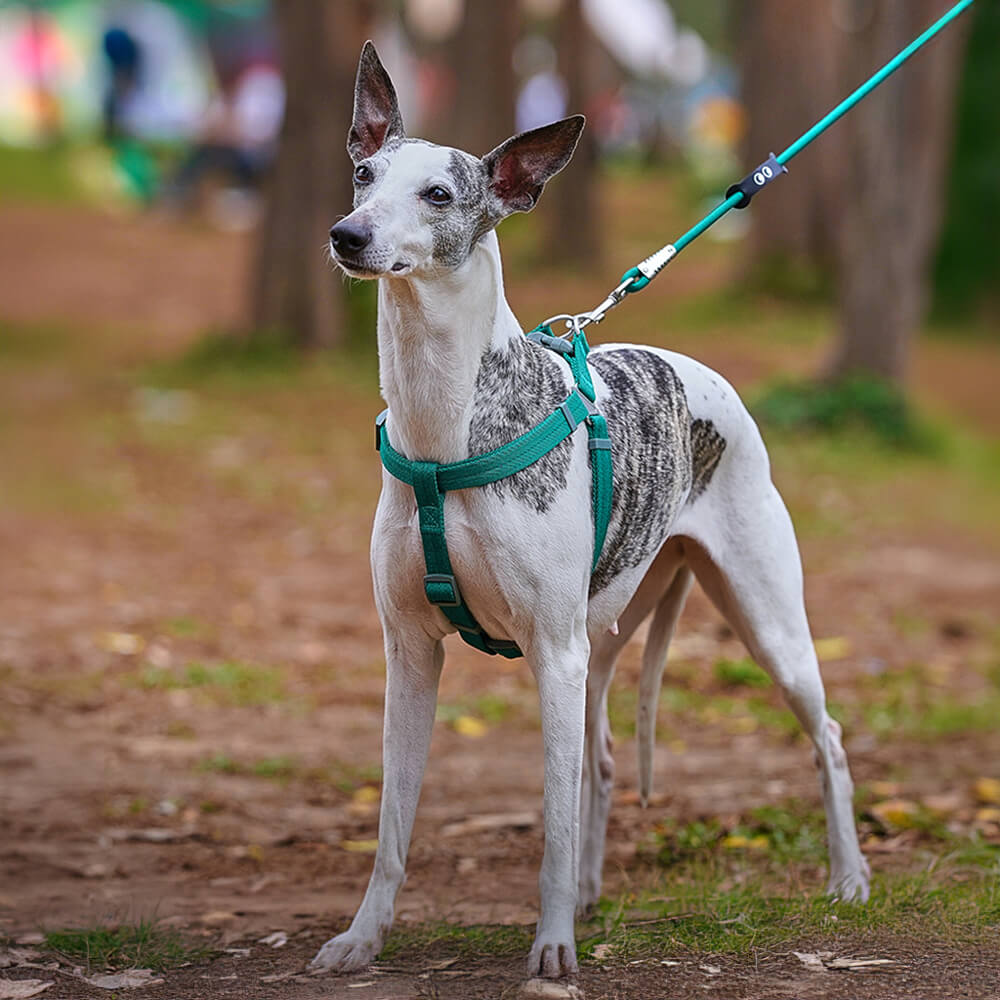 Leicht zu tragendes verstellbares Hundegeschirr Spazierset