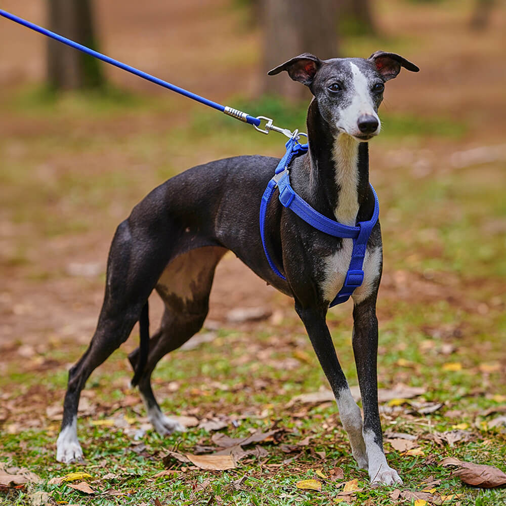 Leicht zu tragendes verstellbares Hundegeschirr Spazierset