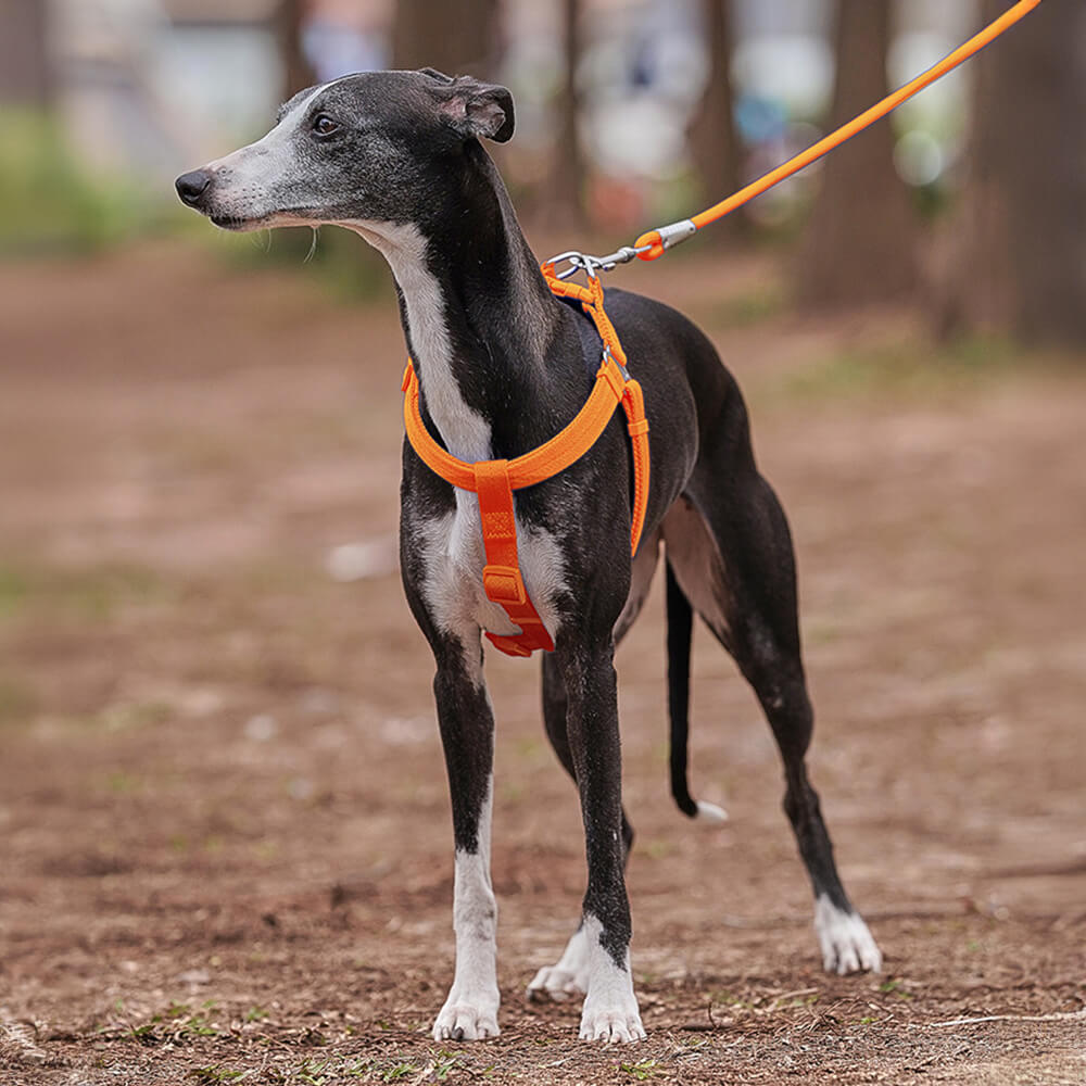 Leicht zu tragendes verstellbares Hundegeschirr Spazierset