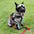 Swag & Safe Cooles Hundezubehör-Spaziergang-Set