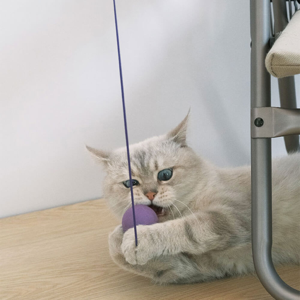 Tischtennisschläger mit Elastischer Schnur Interaktives Katzenspielzeug