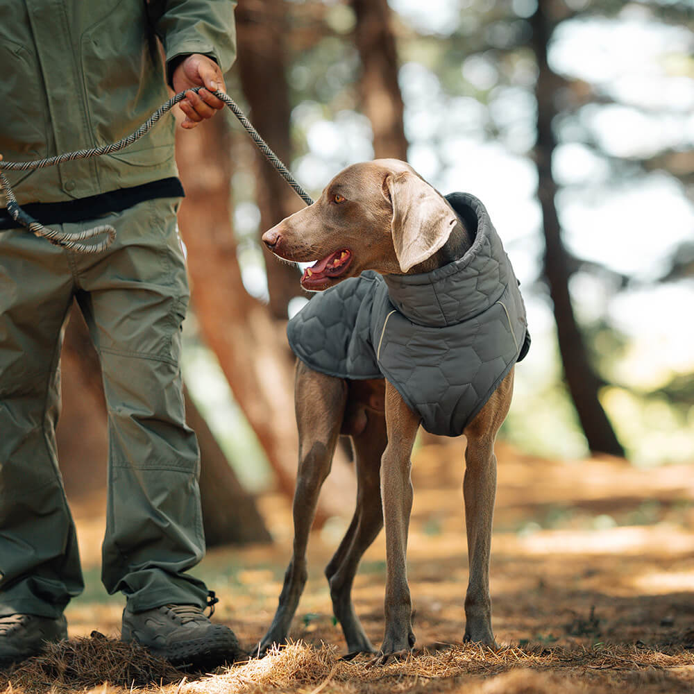 Gesteppte Outdoor-Hundeweste – warm und strapazierfähig für Wanderungen und Abenteuer