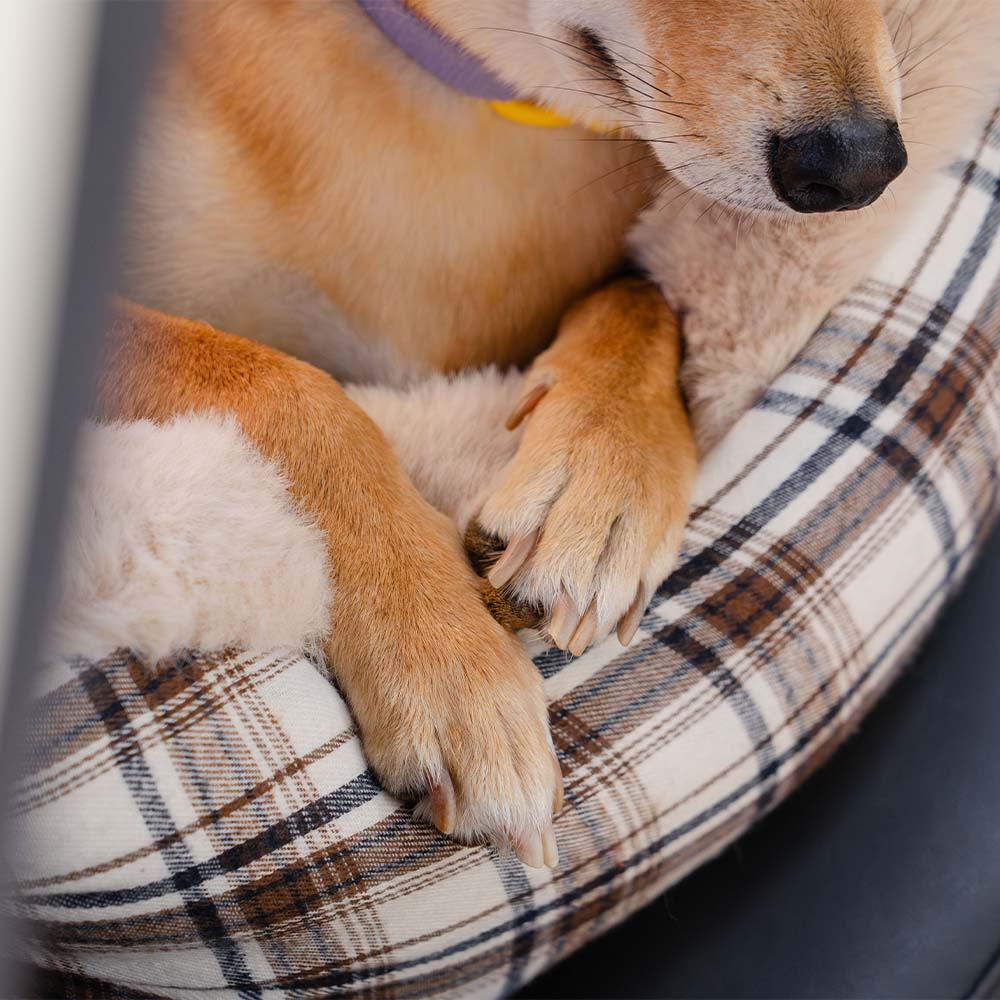 Großer Klassischer Flauschiger Autositz für Hunde – sicher aufbewahren