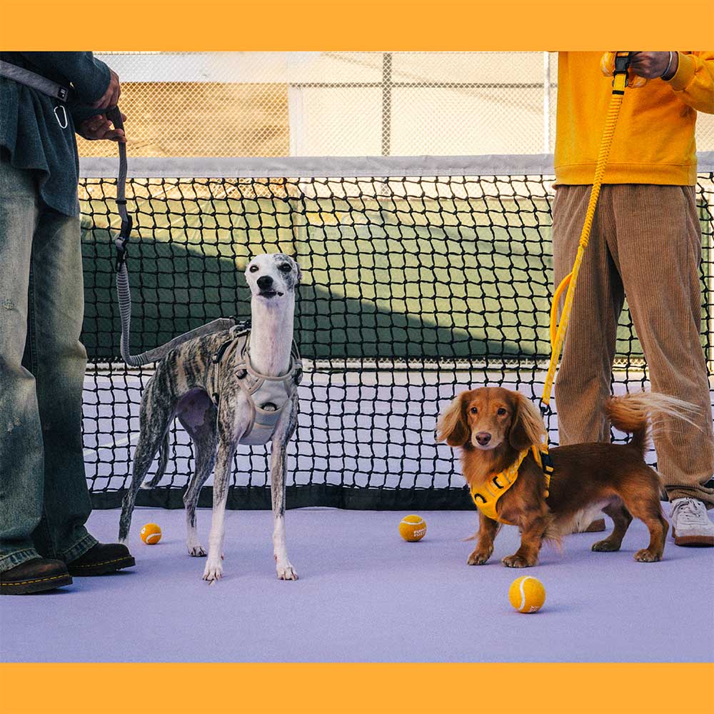 Beidseitig Reflektierende Verstellbare Vielseitige Nylonleinen mit weichem Griff für große Hunde - Flexi Walker