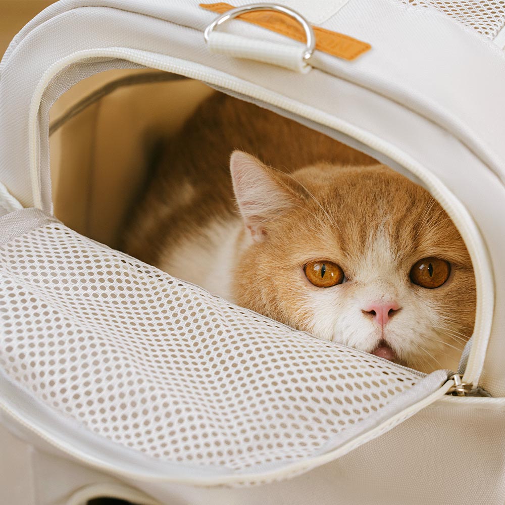 Doppel-Layer Geräumige Mehrkatzen-Reise-Tiertransporttasche mit Rollen