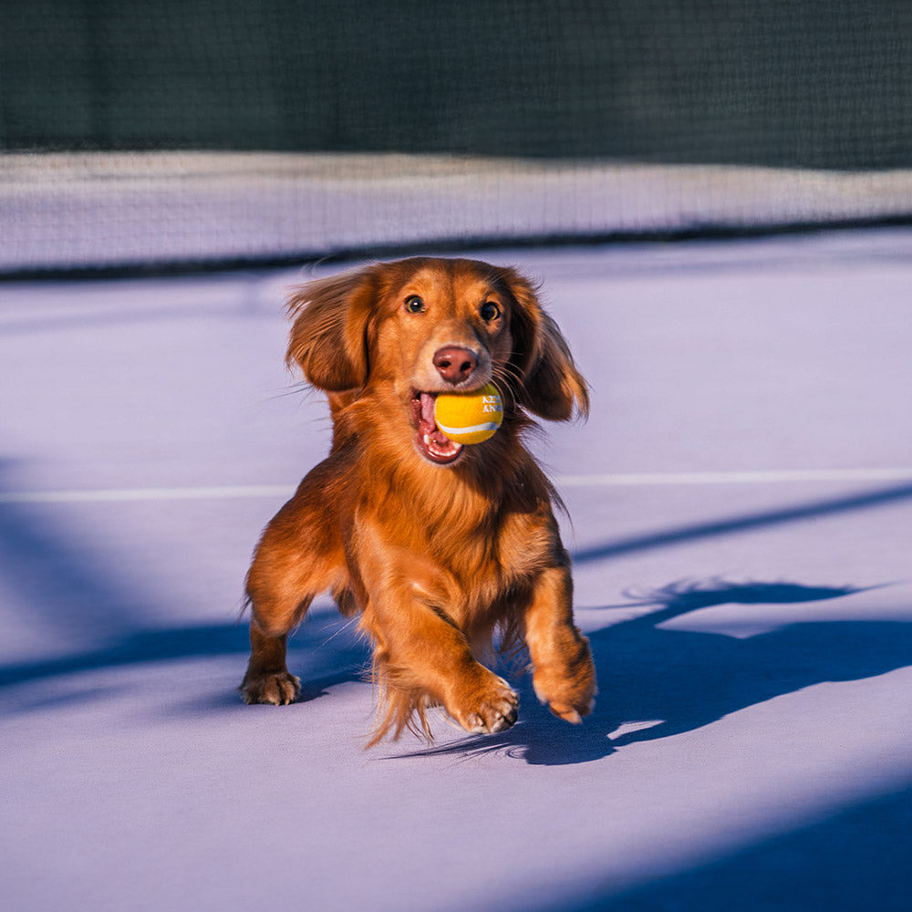 FUNNYFUZZY Tennisball-Hundespielzeug – Quietsch- und Sprungfunktion