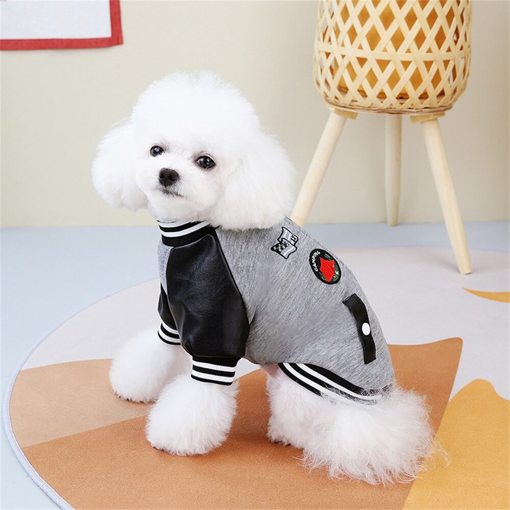 Trendy Collegejacke für Hunde – Stilvoll und lustig für kleine Hunde