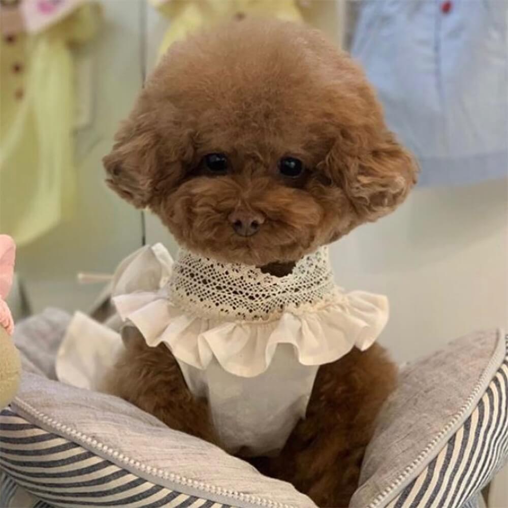 Elegantes Hundekleid mit Spitzenschleife für kleine bis mittelgroße Hunde – Perfekt für besondere Anlässe!