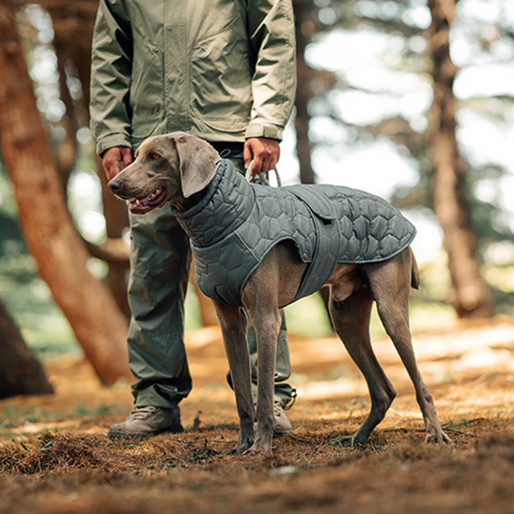 Gesteppte Outdoor-Hundeweste – warm und strapazierfähig für Wanderungen und Abenteuer