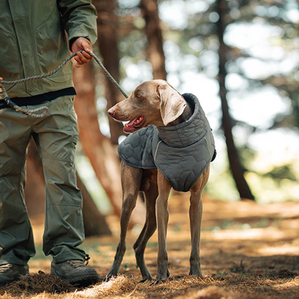 Gesteppte Outdoor-Hundeweste – warm und strapazierfähig für Wanderungen und Abenteuer