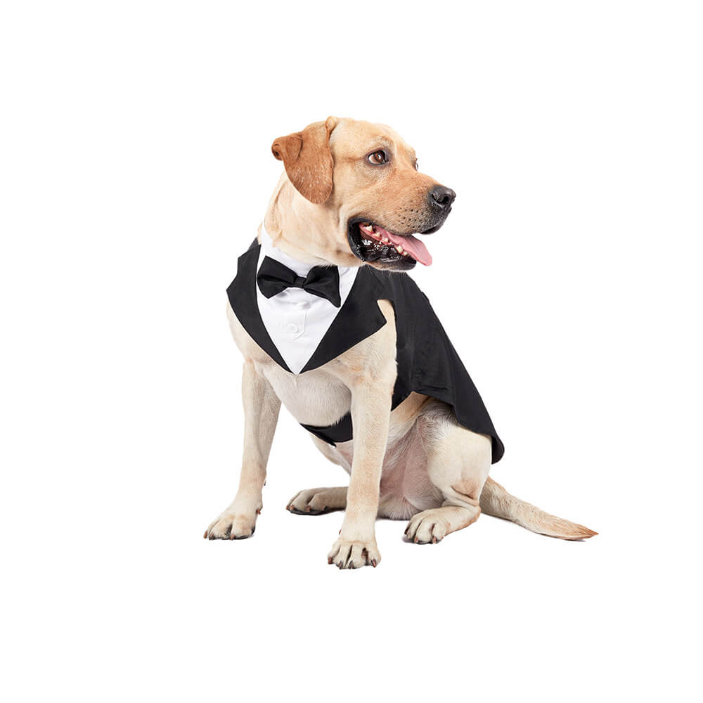 Hund Kleidung Hochzeit Fliege Anzug Kleid