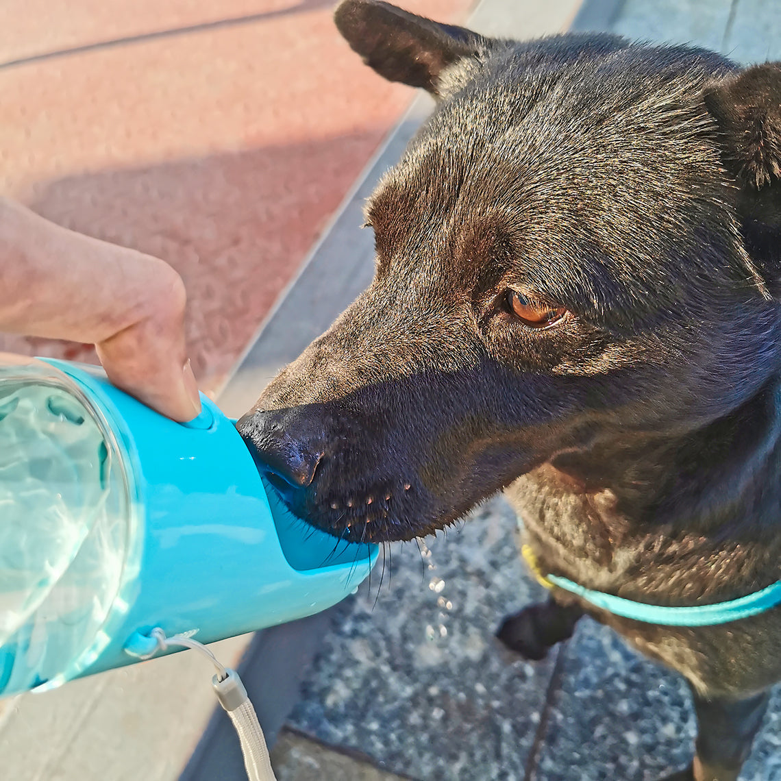 Tragbare Wasserflasche für Hunde im Freien