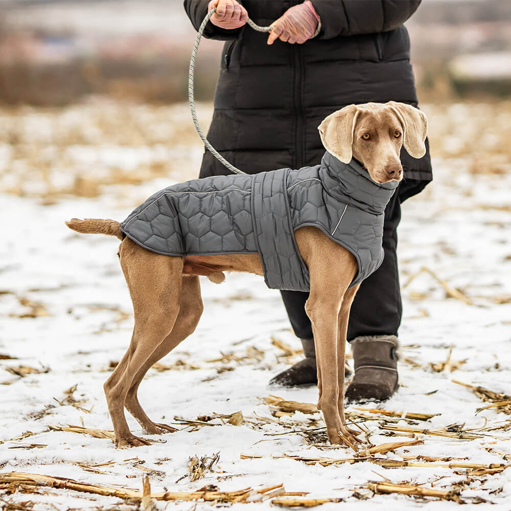 Gesteppte Outdoor-Hundeweste – warm und strapazierfähig für Wanderungen und Abenteuer