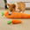 Quietsch-Plüschtier interaktives Hundespielzeug in Karottenform