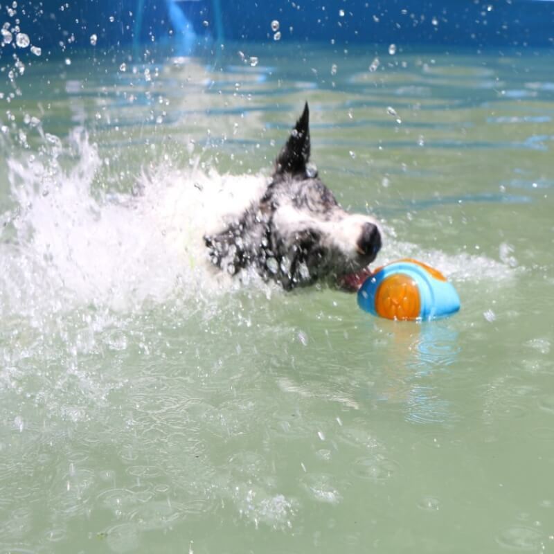 Interaktives Kauspielzeug für Hunde Achwimmendes Wasserspielzeug für den Außenbereich