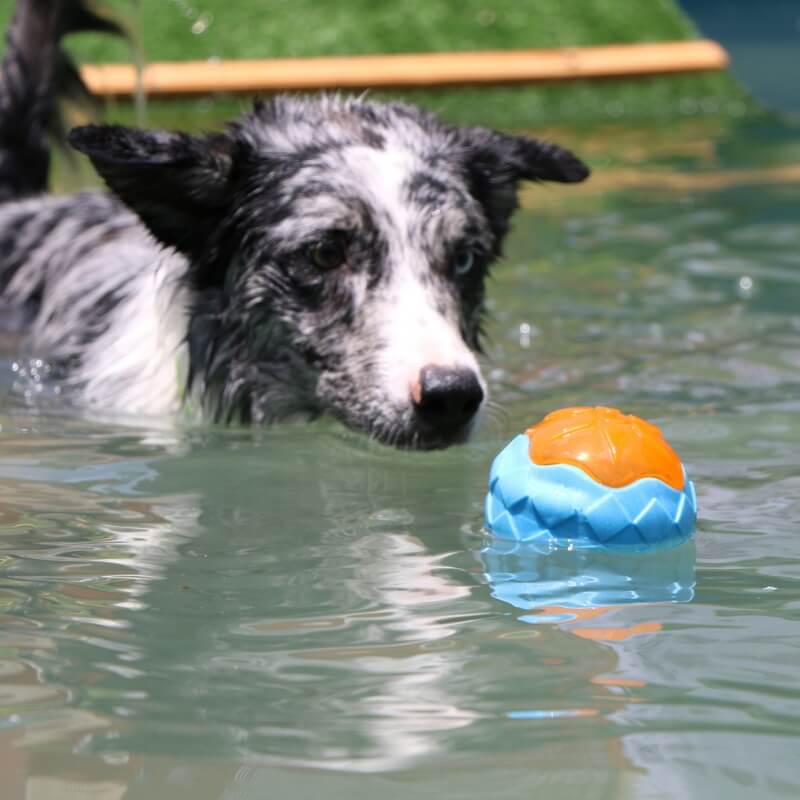 Interaktives Kauspielzeug für Hunde Achwimmendes Wasserspielzeug für den Außenbereich