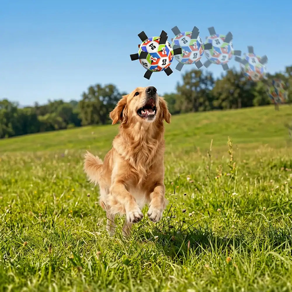 Hundesoccerball mit Riemen interaktives Spielzeug