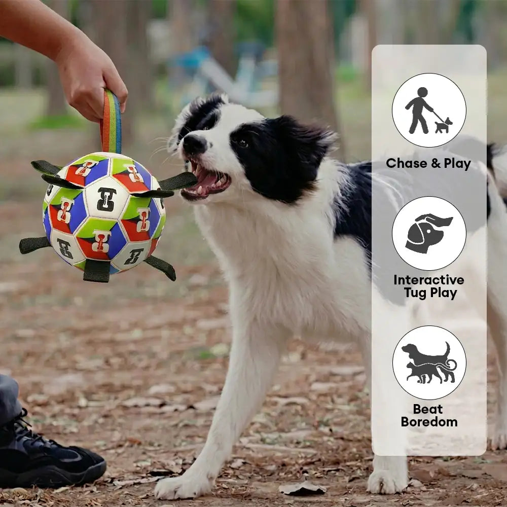 Hundesoccerball mit Riemen interaktives Spielzeug