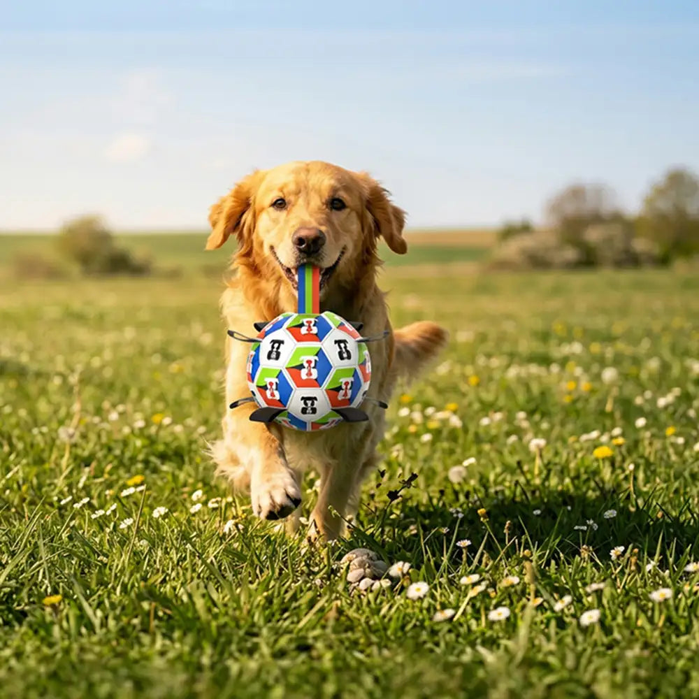 Hundesoccerball mit Riemen interaktives Spielzeug