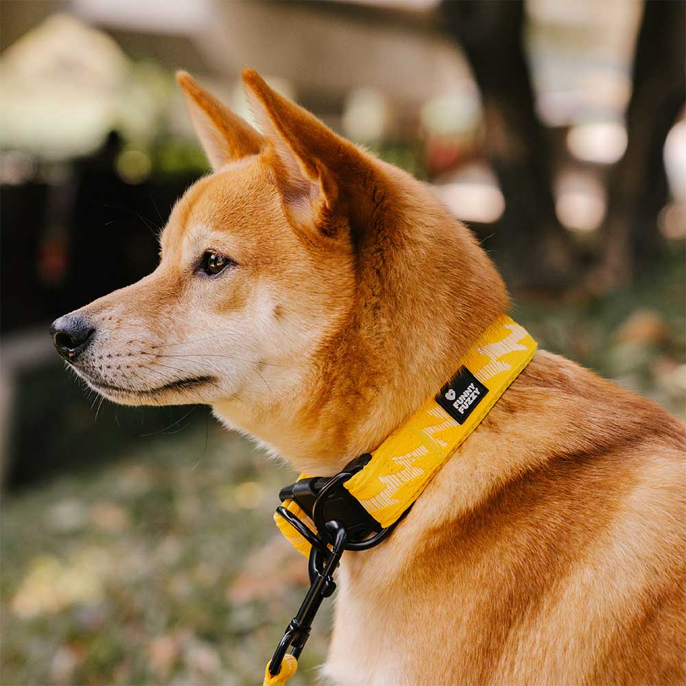 FUNNYFUZZY Verstellbares Strapazierfähiges Hundehalsband aus Nylon – Flexi Walker