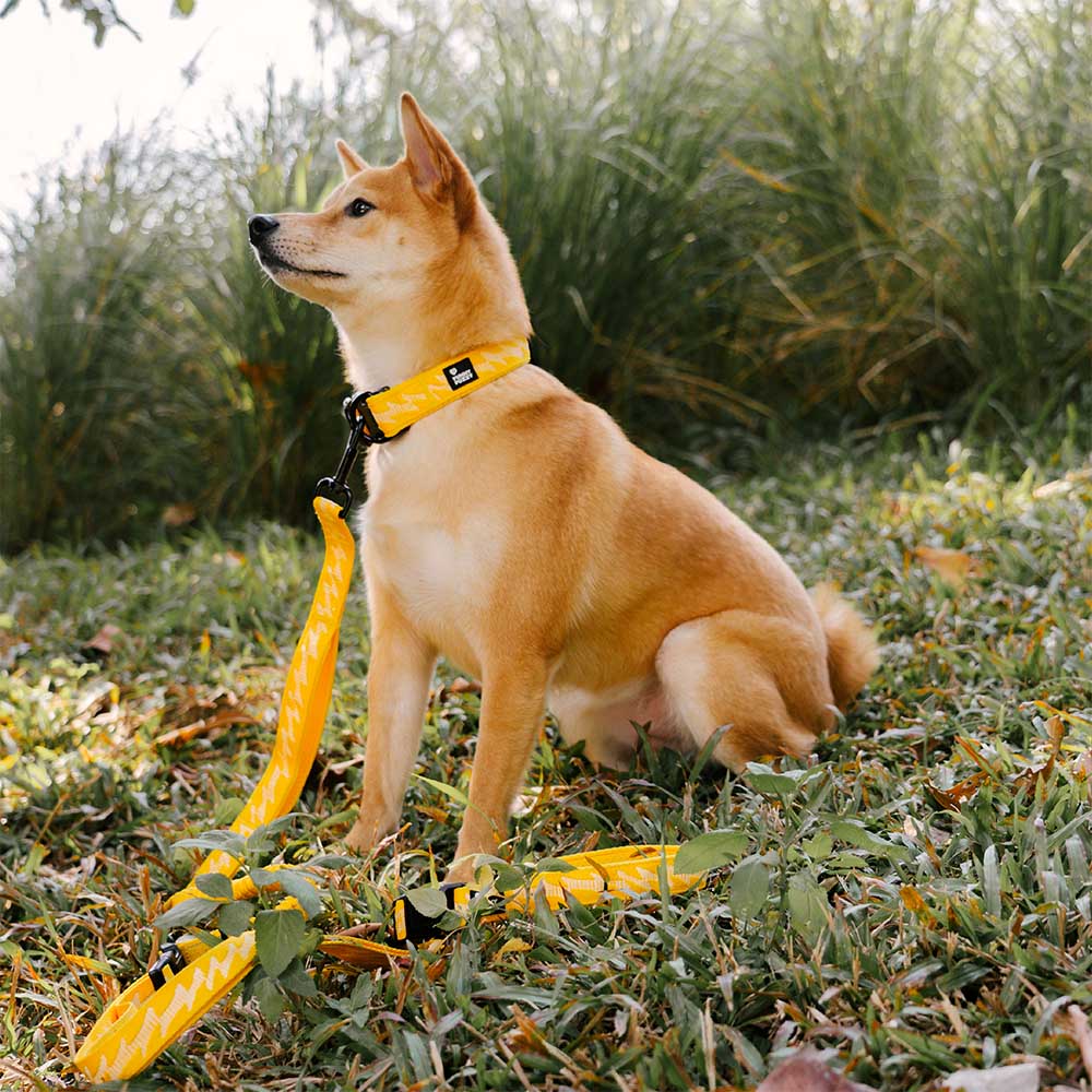 FUNNYFUZZY Verstellbares Strapazierfähiges Hundehalsband aus Nylon – Flexi Walker