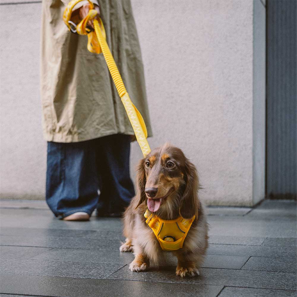 FUNNYFUZZY Reflektierendes Verstellbares Outdoor-Hundegeschirr - Flexi Walker