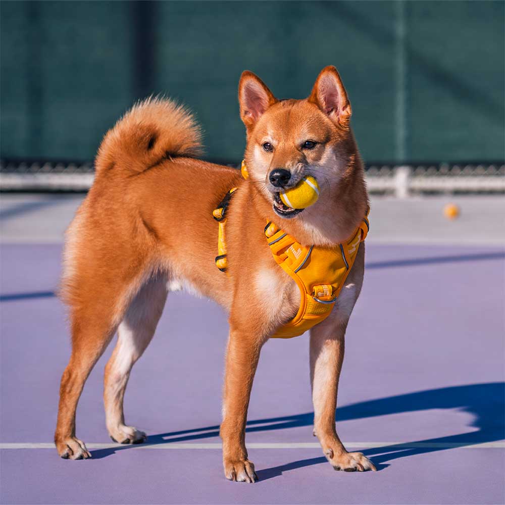 FUNNYFUZZY Tennisball-Hundespielzeug – Quietsch- und Sprungfunktion