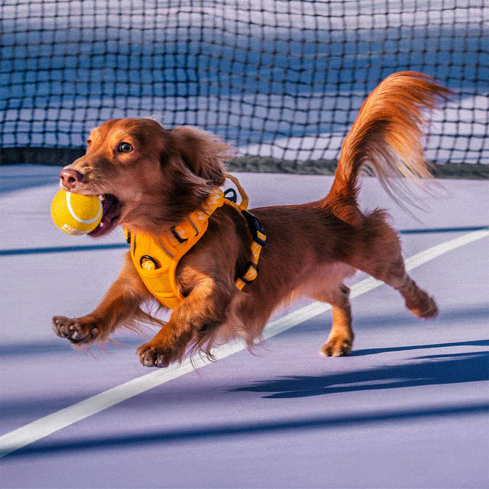 FUNNYFUZZY Tennisball-Hundespielzeug – Quietsch- und Sprungfunktion