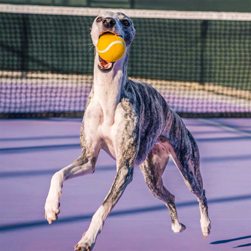 FUNNYFUZZY Tennisball-Hundespielzeug – Quietsch- und Sprungfunktion