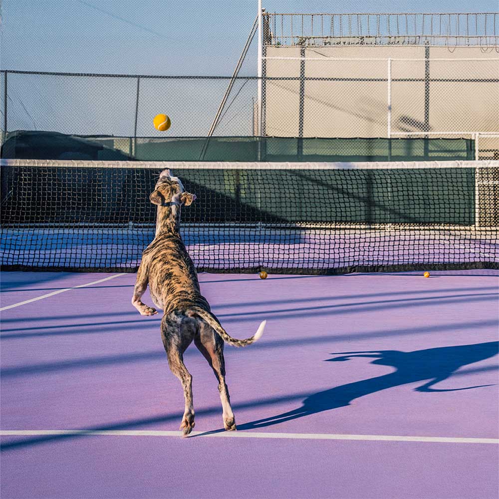 FUNNYFUZZY Tennisball-Hundespielzeug – Quietsch- und Sprungfunktion