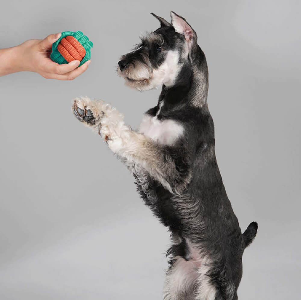 Quietschendes Interaktives Kauspielzeug aus Plüsch Geschenkkorb-Set für Hundespielzeug