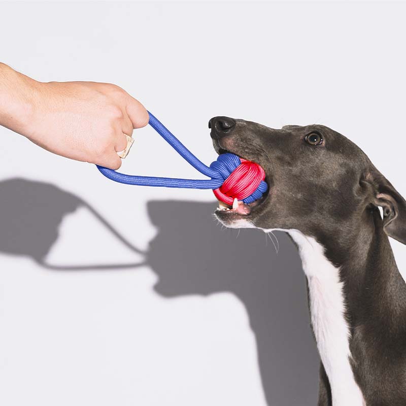 Hundespielzeug Farbkonflikt Knoten Seil