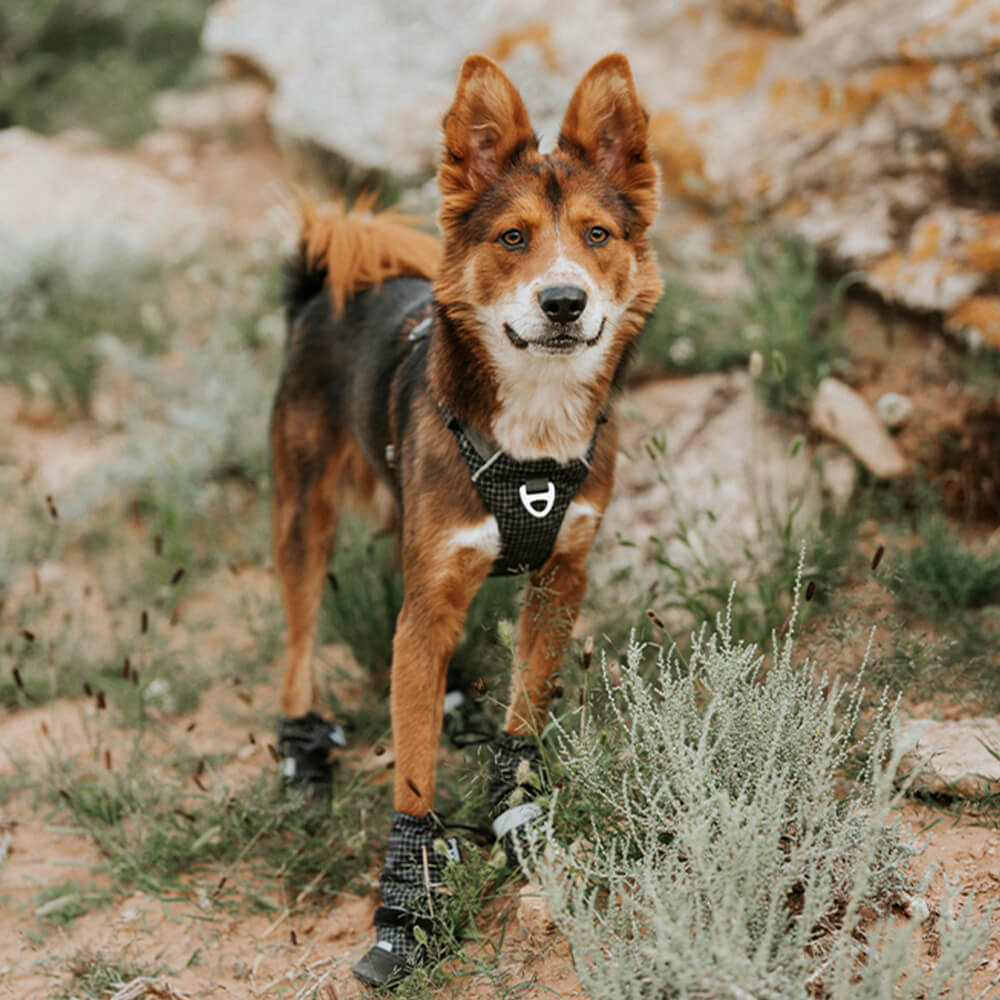 Schicke Wasserdichte Reflektierende Rutschfeste Hundestiefel aus Gummi mit Klettverschluss für den Außenbereich