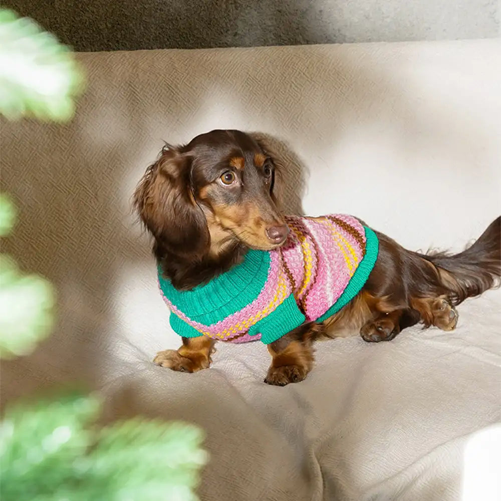 Farbblockierte gestreifte Dackel Hundepullover